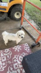Lost Male Dog last seen Near the entry of neighborhood in Marshfield ct 2710., Pulaski County, AR 72206