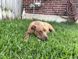 Found/Stray Male Dog last seen Eldridge parkway, bellaire , Houston, TX 77083