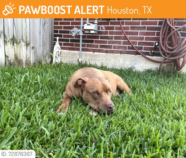 Found/Stray Male Dog last seen Eldridge parkway, bellaire , Houston, TX 77083
