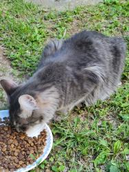 Found/Stray Unknown Cat last seen Kenesaw Dr., Lexington, KY 40515