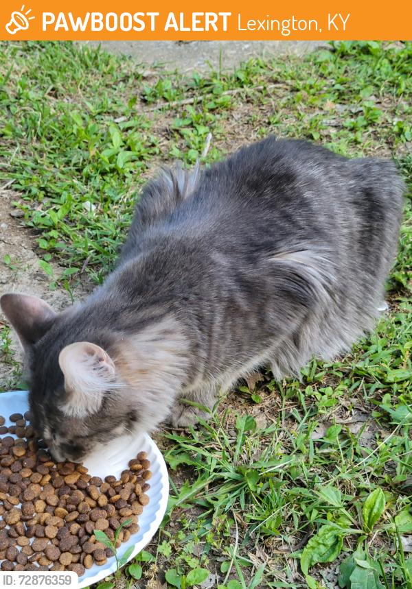 Found/Stray Unknown Cat last seen Kenesaw Dr., Lexington, KY 40515