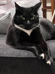 Lost Male Cat last seen Meadowlands Park, Vacaville, CA 95687