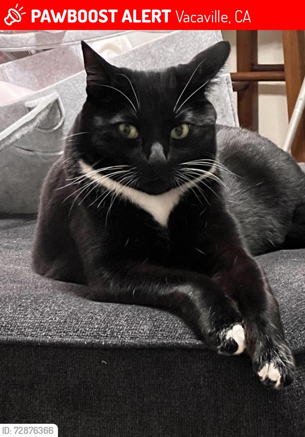 Lost Male Cat last seen Meadowlands Park, Vacaville, CA 95687
