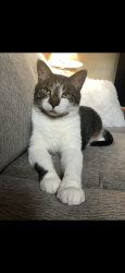 Lost Male Cat last seen Near Jeanne Drive , Parma, OH 44134