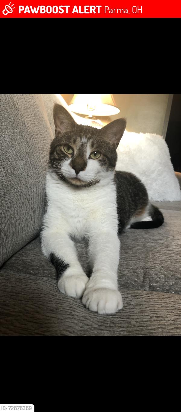 Lost Male Cat last seen Near Jeanne Drive , Parma, OH 44134
