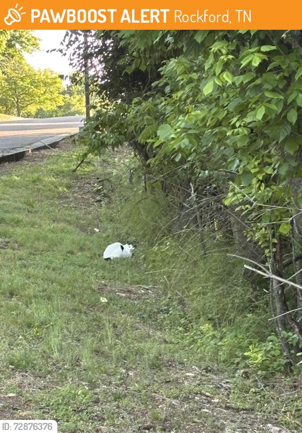 Found/Stray Unknown Cat last seen Flex n Gate, Rockford, TN 37853