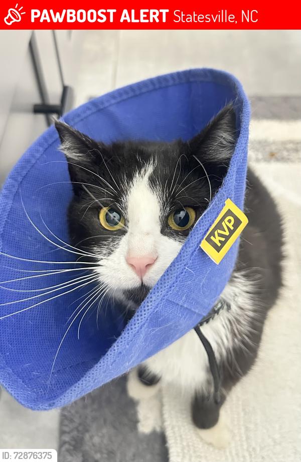 Lost Female Cat last seen Scott’s creek  midway rd , Statesville, NC 28625