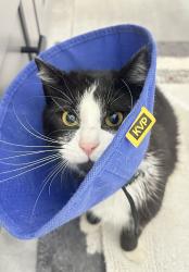 Lost Female Cat last seen Scott’s creek  midway rd , Statesville, NC 28625