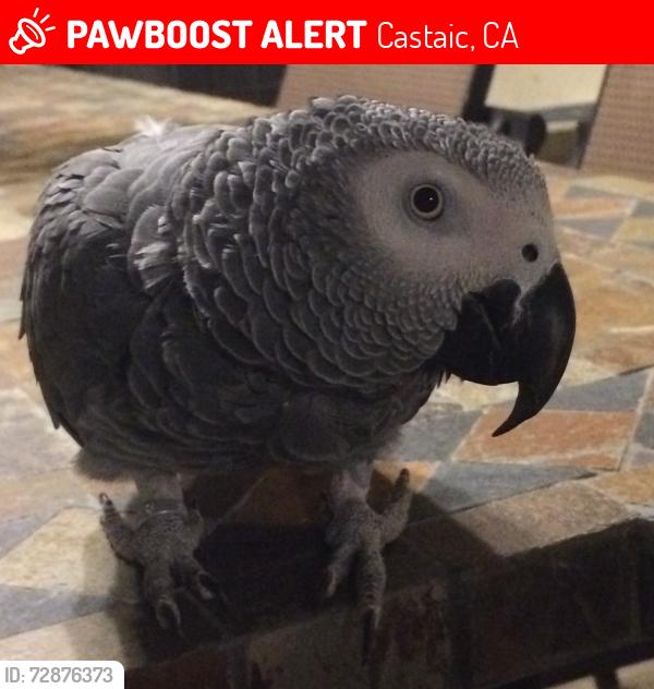 Lost Male Bird last seen Arrow Point Drive, Cherry Drive, Parker Road, Sloan Canyon, Old Road, Castaic, CA 91384