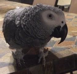 Lost Male Bird last seen Arrow Point Drive, Cherry Drive, Parker Road, Sloan Canyon, Old Road, Castaic, CA 91384