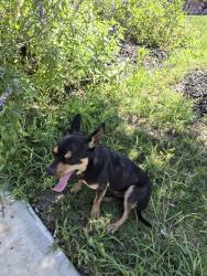 Found/Stray Male Dog last seen Belby Fields and best junction @ preserves at Medinaa subdivision, San Antonio, TX 78221