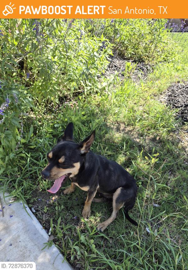 Found/Stray Male Dog last seen Belby Fields and best junction @ preserves at Medinaa subdivision, San Antonio, TX 78221