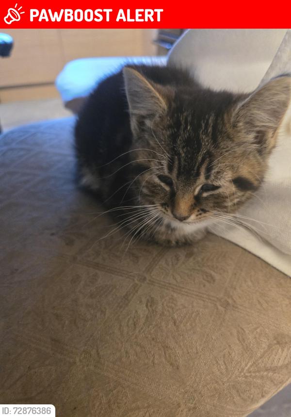 Lost Female Cat last seen Ladywood, Ladywood, England B1