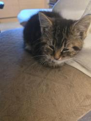Lost Female Cat last seen Ladywood, Ladywood, England B1
