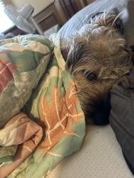 Lost Male Dog last seen Darnaby elementary, Tulsa, OK 74133