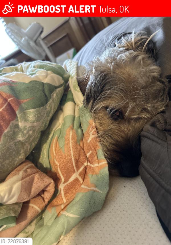 Lost Male Dog last seen Darnaby elementary, Tulsa, OK 74133