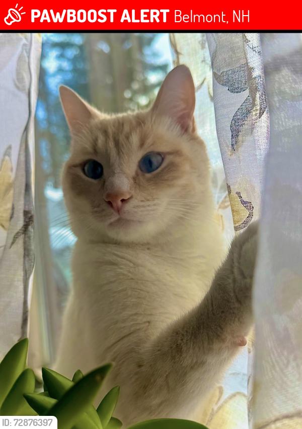 Lost Male Cat last seen Perkins , Belmont, NH 03220