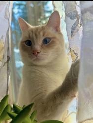Lost Male Cat last seen Perkins , Belmont, NH 03220