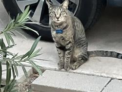 Reunited Unknown Cat last seen N 16th Drive & W Indian School, Phoenix, AZ 85015