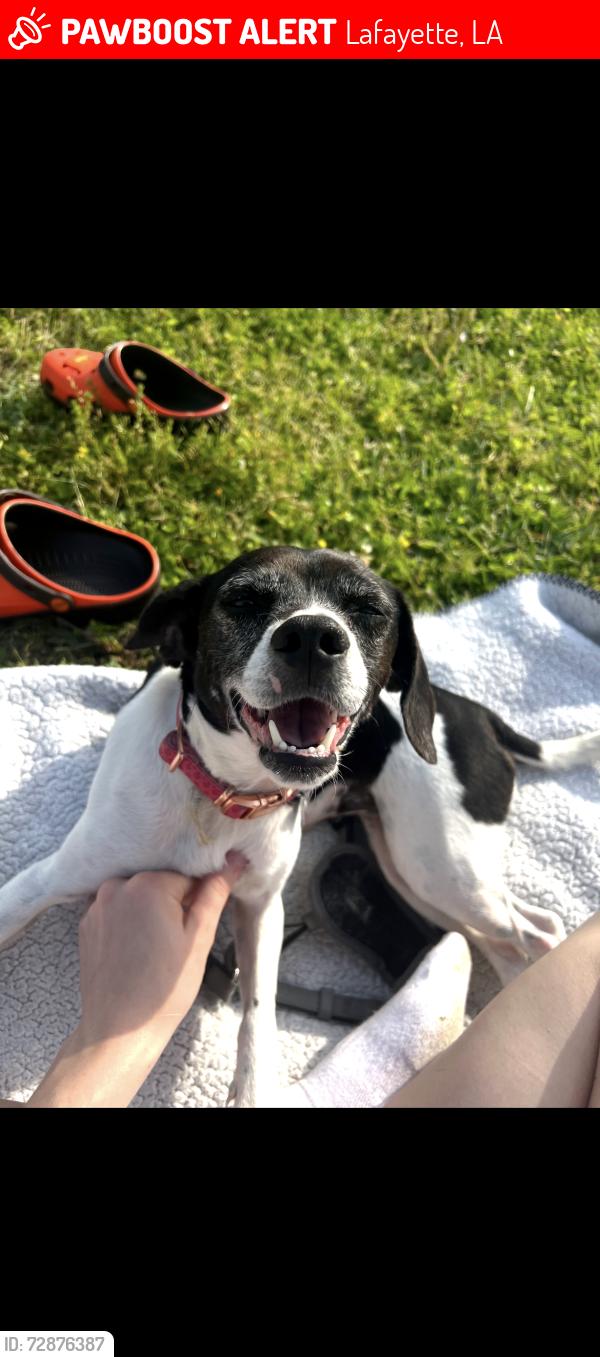 Lost Female Dog last seen Circle K , Lafayette, LA 70507