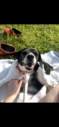 Lost Female Dog last seen Circle K , Lafayette, LA 70507