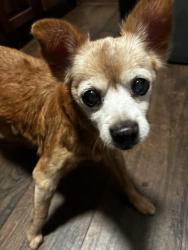 Lost Male Dog last seen Near 11 , Dallas, TX 75211