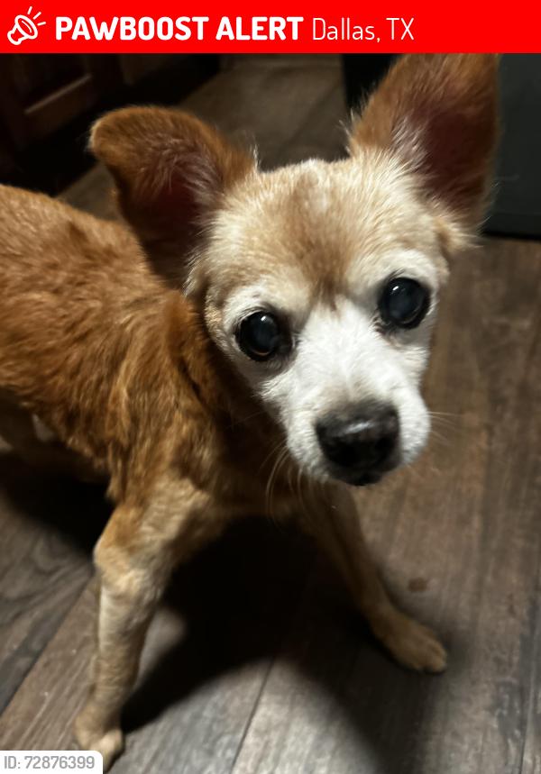 Lost Male Dog last seen Near 11 , Dallas, TX 75211