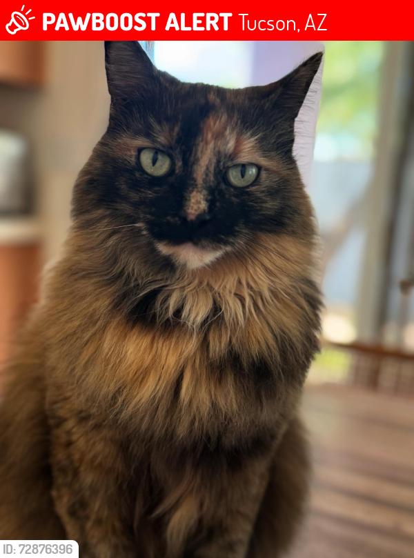 Lost Female Cat last seen Park and Roger, Tucson, AZ 85719