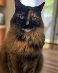 Lost Female Cat last seen Park and Roger, Tucson, AZ 85719