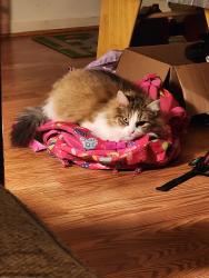 Lost Female Cat last seen Kingsmill drive, Fredericksburg, VA 22401