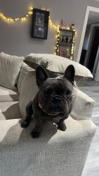 Lost Male Dog last seen Hunter Rd and High Low , New Braunfels, TX 78132