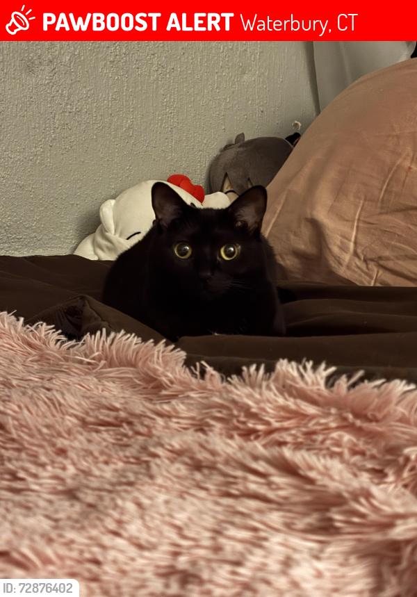 Lost Female Cat last seen around woodtick ave, Waterbury, CT 06705