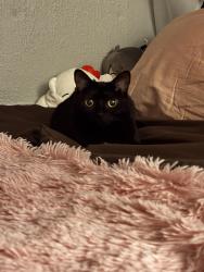 Lost Female Cat last seen around woodtick ave, Waterbury, CT 06705