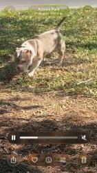 Lost Unknown Dog last seen N Hiawasse Rd, Orlando, FL 32818