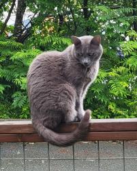 Lost Male Cat last seen Near S 223rd St , Des Moines, WA 98198