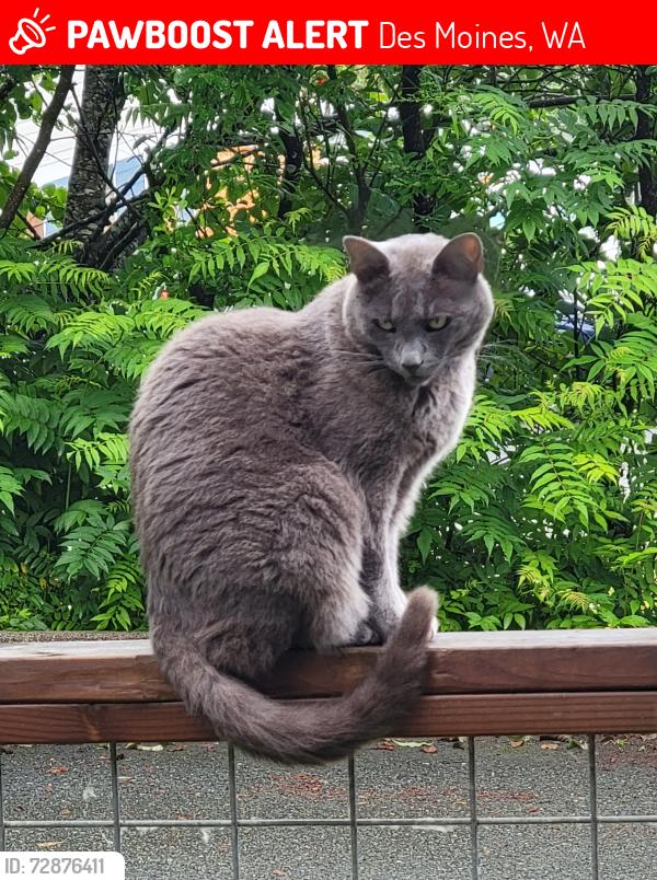 Lost Male Cat last seen Near S 223rd St , Des Moines, WA 98198