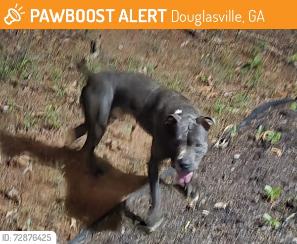 Found/Stray Unknown Dog last seen Deering drive, Douglasville, GA 30134