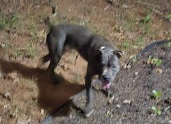 Found/Stray Unknown Dog last seen Deering drive, Douglasville, GA 30134