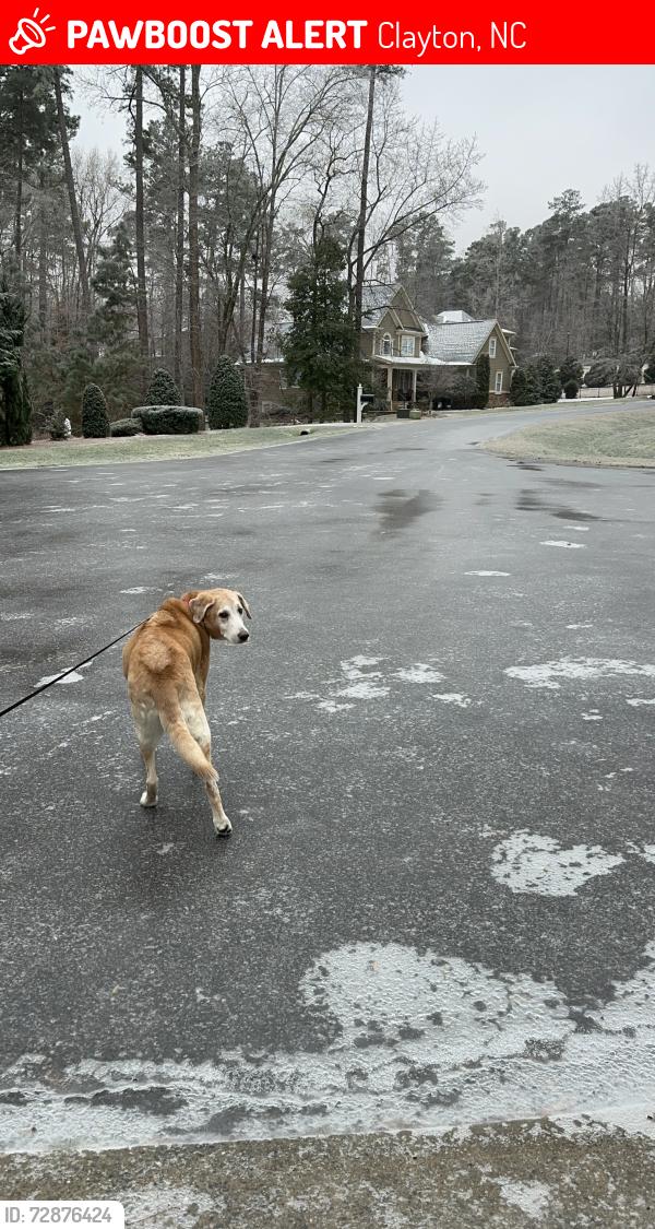 Lost Female Dog last seen Near Covington court , Clayton, NC 27527