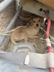 Found/Stray Unknown Dog last seen Stewart & Sandhill, Las Vegas, NV 89110