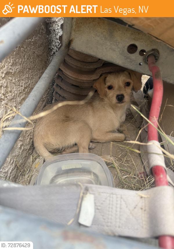 Found/Stray Unknown Dog last seen Stewart & Sandhill, Las Vegas, NV 89110