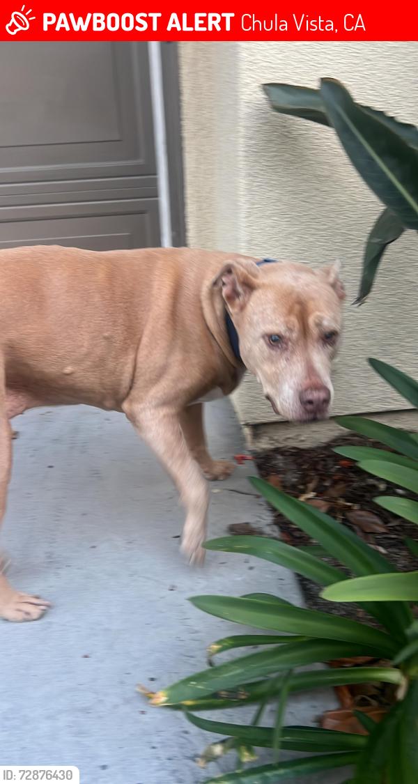Lost Unknown Dog last seen Circulo Brindisi, Chula Vista, CA 91915