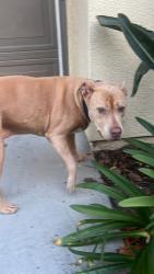 Lost Unknown Dog last seen Circulo Brindisi, Chula Vista, CA 91915