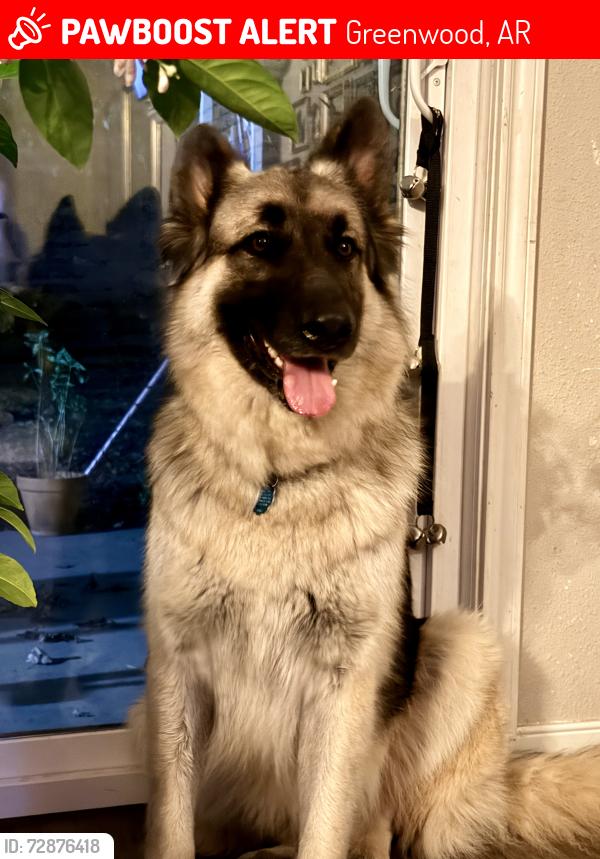 Lost Male Dog last seen Greenwood/Huntington Area, Greenwood, AR 72936