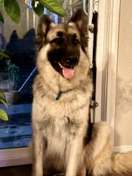 Lost Male Dog last seen Greenwood/Huntington Area, Greenwood, AR 72936