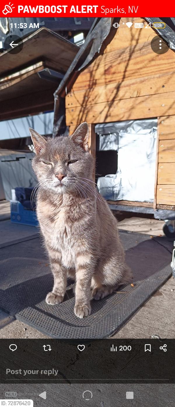 Lost Unknown Cat last seen Sullivan Lane, Sparks, NV 89431
