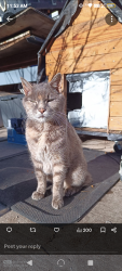 Lost Unknown Cat last seen Sullivan Lane, Sparks, NV 89431
