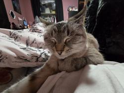 Lost Female Cat last seen Ohio Street, Locust Street, Greencastle Indiana, Greencastle, IN 46135