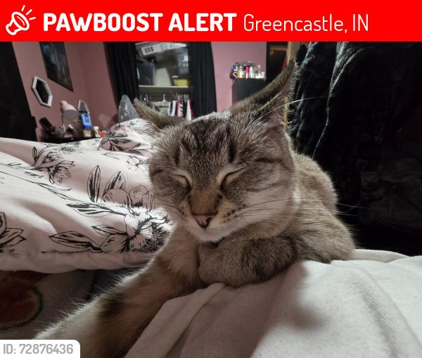 Lost Female Cat last seen Ohio Street, Locust Street, Greencastle Indiana, Greencastle, IN 46135