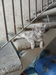 Found/Stray Unknown Cat last seen Willow / lane, Fresno, CA 93727